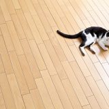 【女心は猫の目】「猫」のつく「ことわざ」を英語に！4選