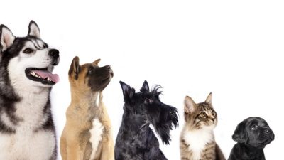 「犬も歩けば棒に当たる」を英語で何？犬にまつわることわざ・犬の鳴き声も紹介