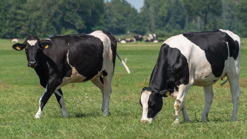 「牛」のつくことわざを英語に！「暗がりから牛」「牛耳を執る」など