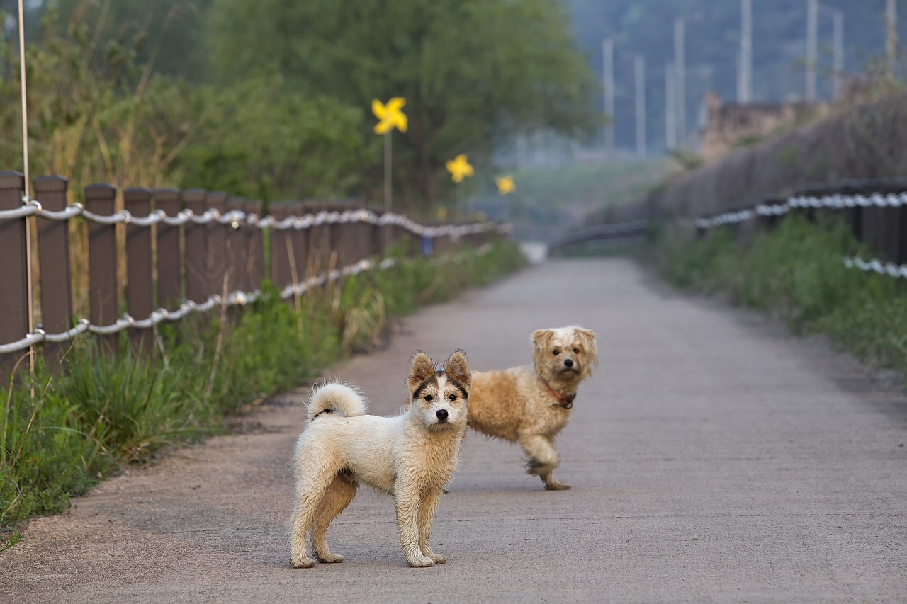 犬も歩けば棒に当たる