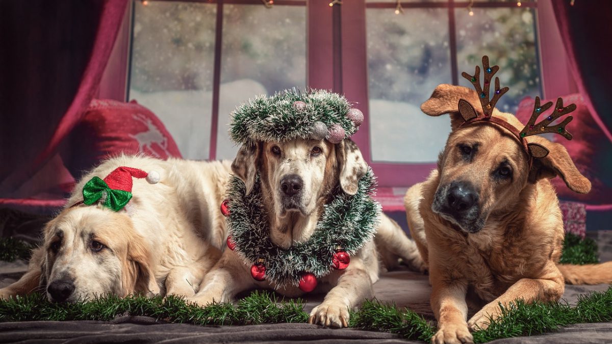 クリスマス以外もありますよ！世界の12月の行事を見てみよう！