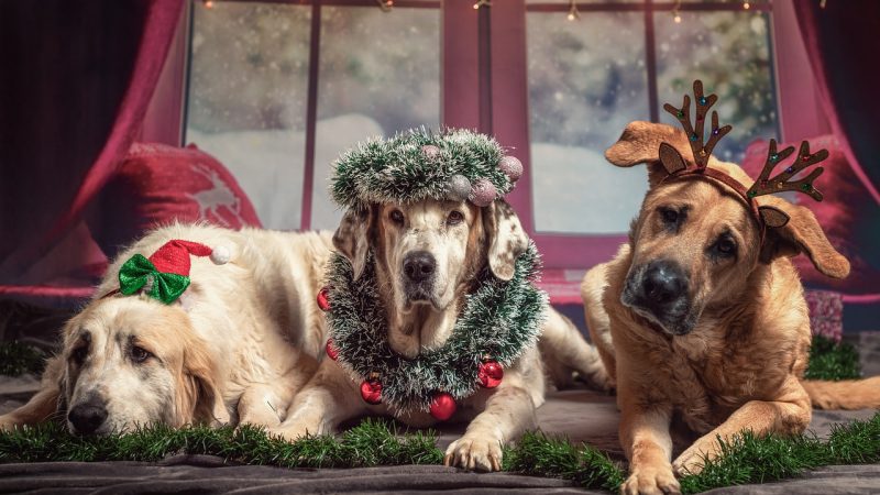 クリスマス以外もありますよ！世界の12月の行事を見てみよう！