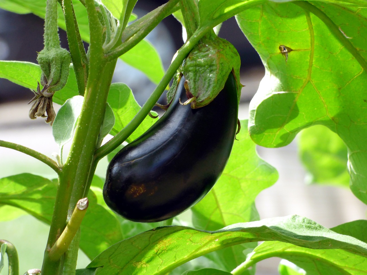 3. 秋茄子は嫁に食わすな