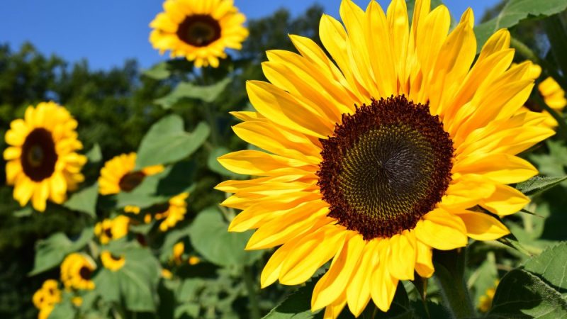 この夏あなたは何をする？日本の夏を英語で語ろう！