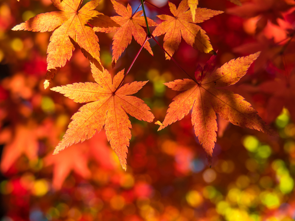 日本の秋冬を英語で紹介しよう！秋冬に関連するフレーズ集