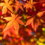 日本の秋冬を英語で紹介しよう！秋冬に関連するフレーズ集