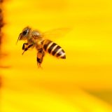 『蜂（ハチ）』は英語で何ていう？ミツバチ・女王バチ・働きバチは？