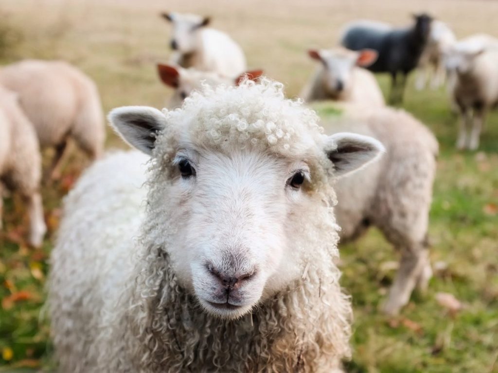 羊は英語でなんて言う？意味から発音、豆知識まで詳しく解説！