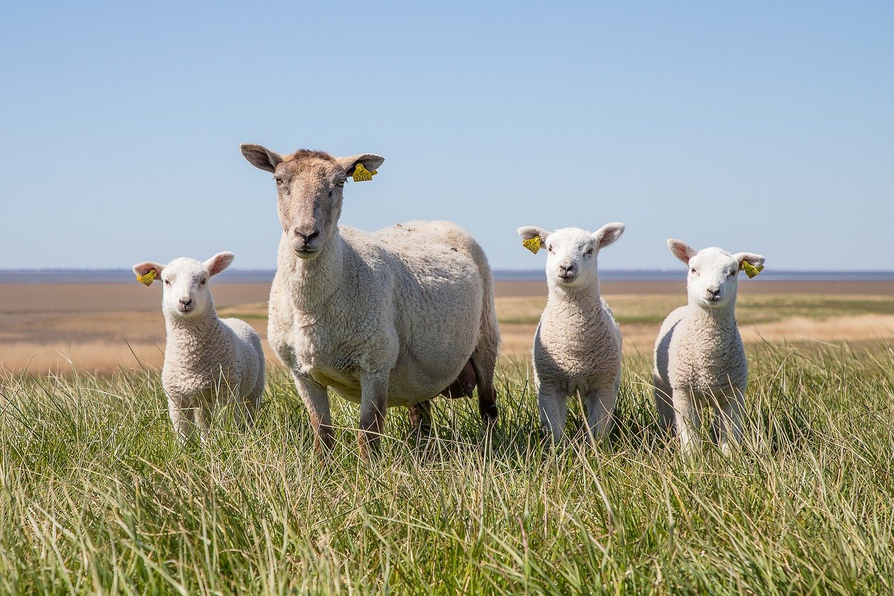 英語で羊はどのように表現されている？