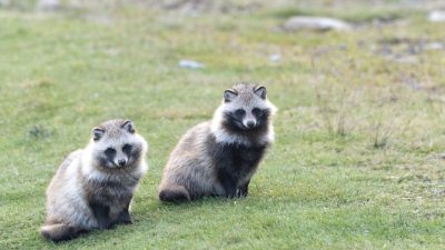 「たぬき」は英語で何？「狸寝入り」「捕らぬ狸の皮算用」ことわざも紹介