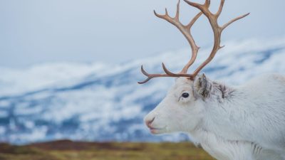 トナカイは英語でreindeerで通じる？