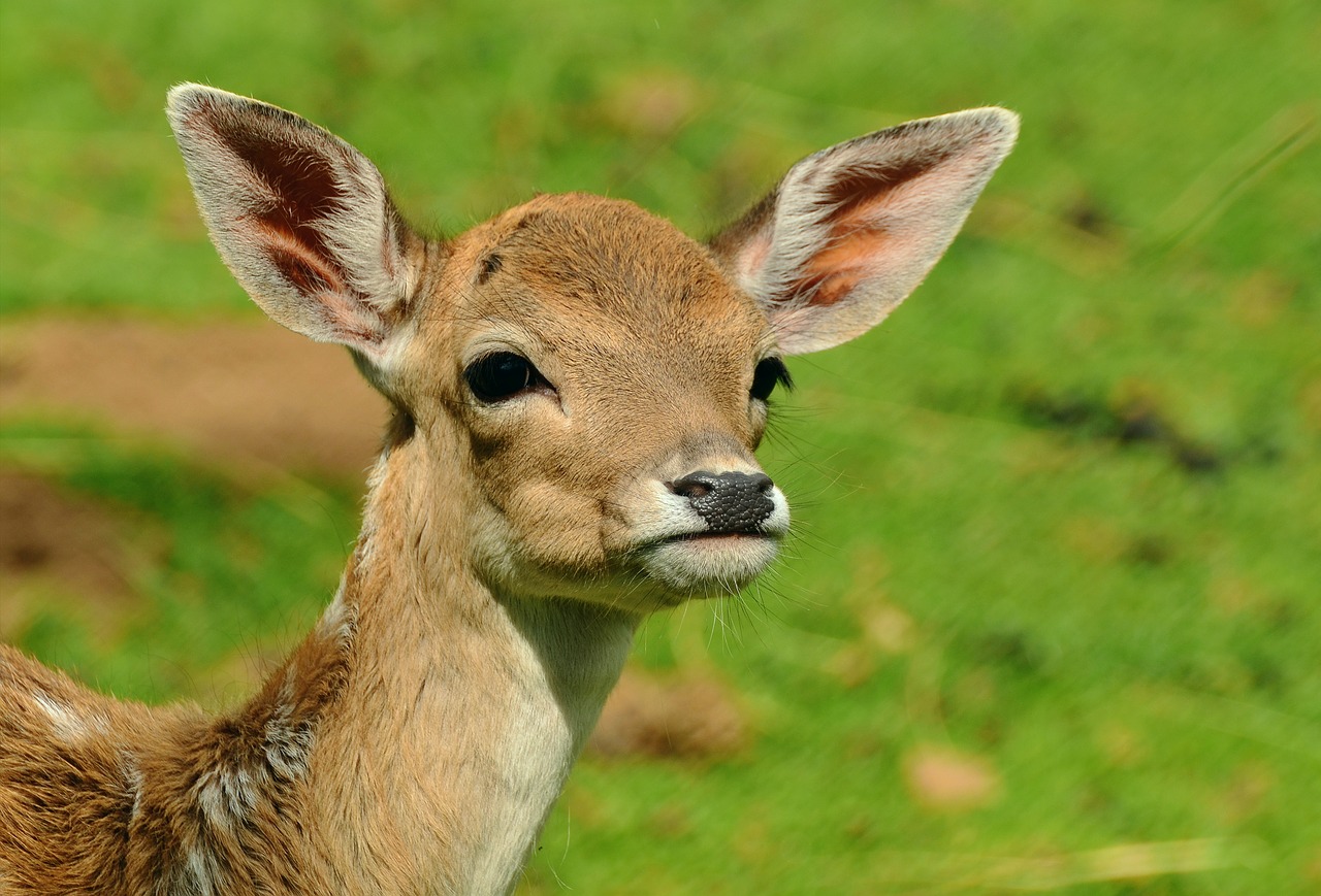 鹿は性別や成長度合いによって呼び名が変わる動物