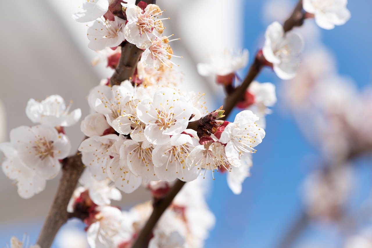 梅 の 花 英語