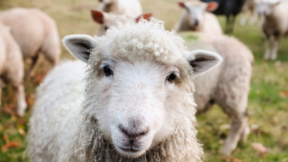 「ヒツジ」の英語”sheep”は複数形も同じ！ラム肉やマトンについても解説