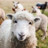 「ヒツジ」の英語”sheep”は複数形も同じ！ラム肉やマトンについても解説