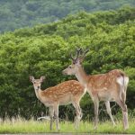 驚きの新発見【鹿】は”deer”だけじゃない！英語だと性別や成長で呼び方が変わる！