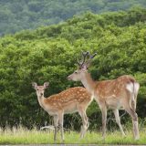 驚きの新発見！【鹿】は英語だと性別や成長度合いで呼び方が変わる！？