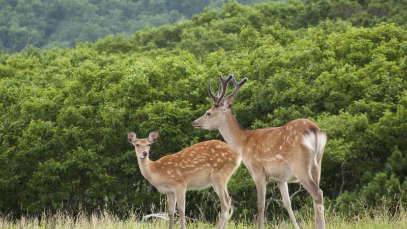 驚きの新発見【鹿】は”deer”だけじゃない！英語だと性別や成長で呼び方が変わる！
