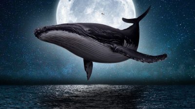 「鯨（くじら）」の英語はwhaleで本当にいいの？目指せクジラマスター！