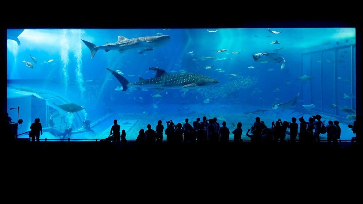 英語で「水族館」はなんて言う？「水槽」と区別して表現できる！？