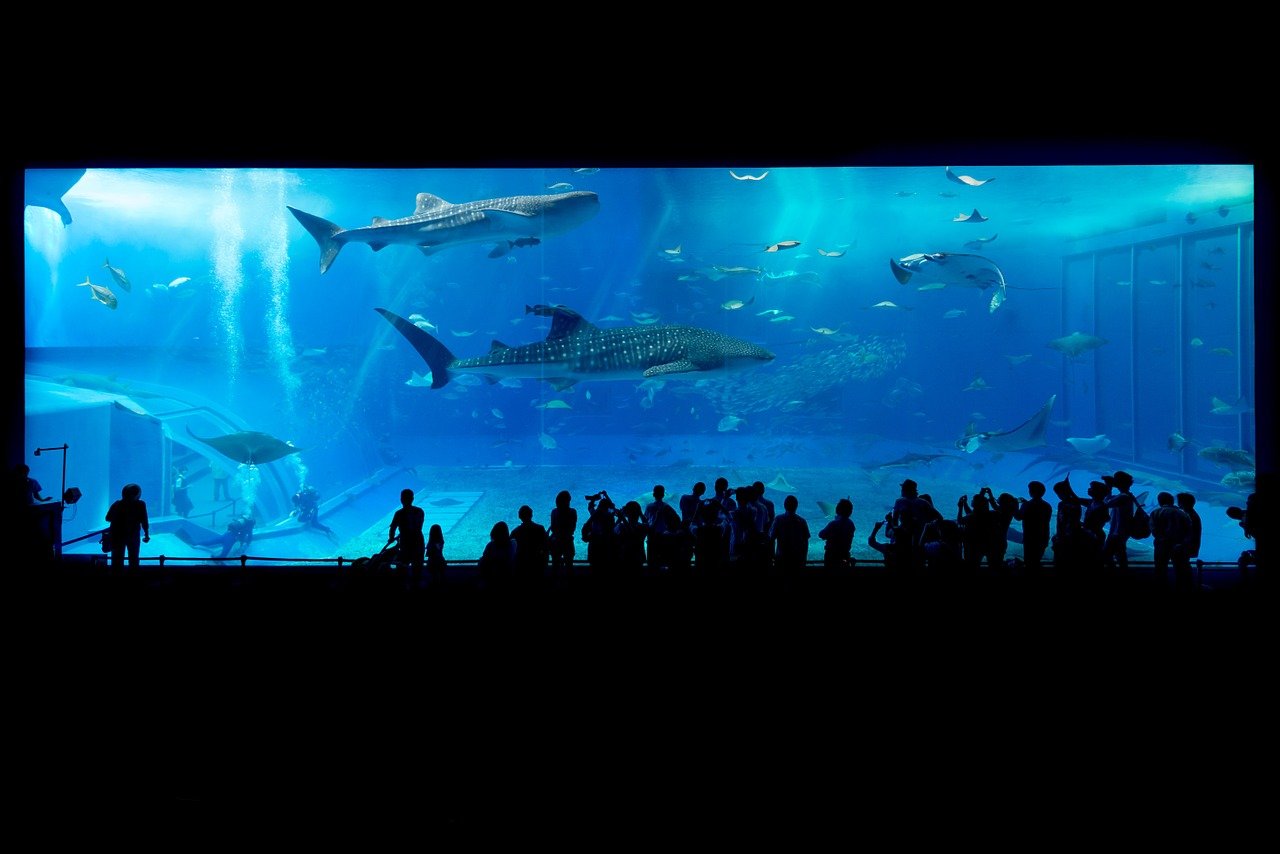 英語で「水族館」はどう言うの？水中の世界を味わおう！