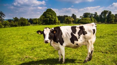 「牛」は英語はcowだけじゃない！bullにbeefにcattleなど違いを徹底理解