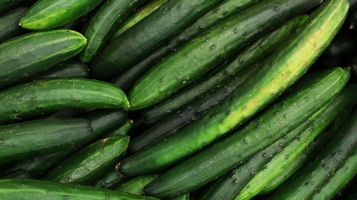 「きゅうり」はCucumberでネイティブに通じる？