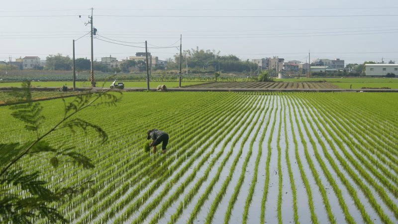 英語圏にない「田んぼ」を英語で言うなら？