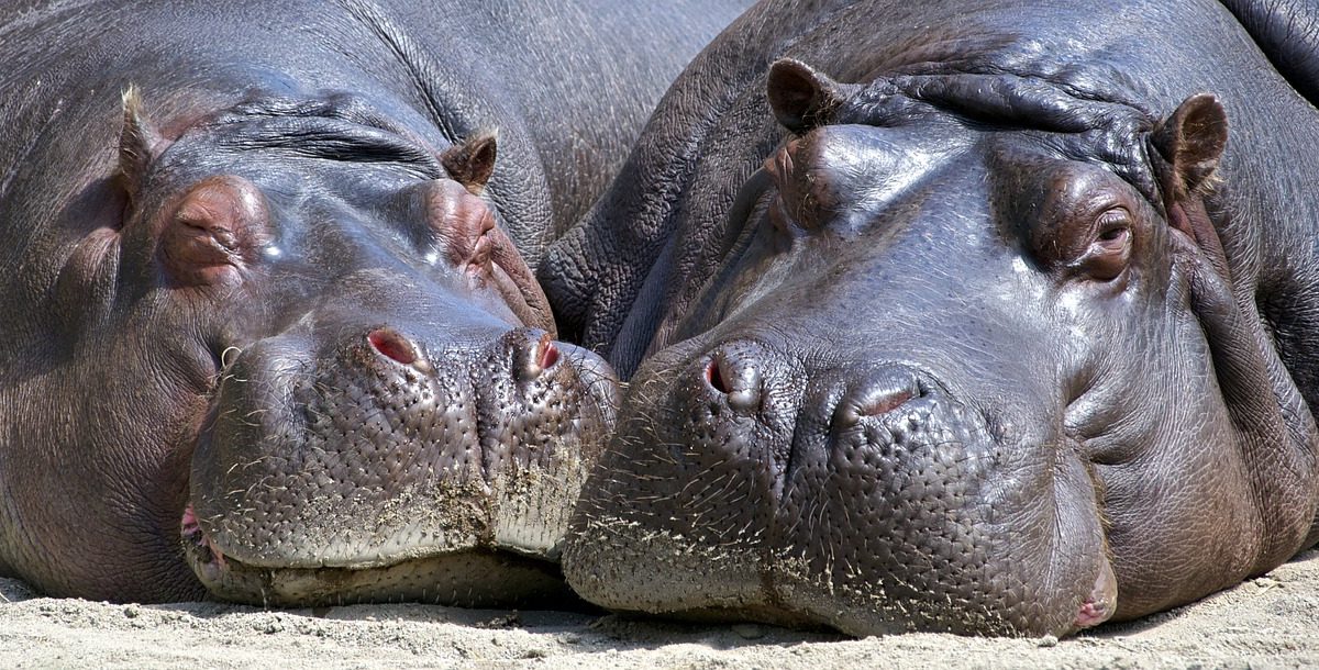 「カバ」と英語で言うなら”hippo”でOK！その他の言い方も紹介します