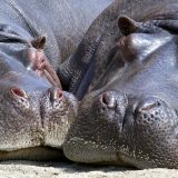 「カバ」と英語で言うなら”hippo”でOK！その他の言い方も紹介します