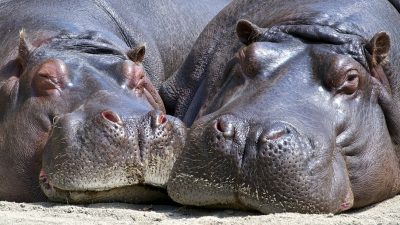 「カバ」と英語で言うなら”hippo”でOK！その他の言い方も紹介します