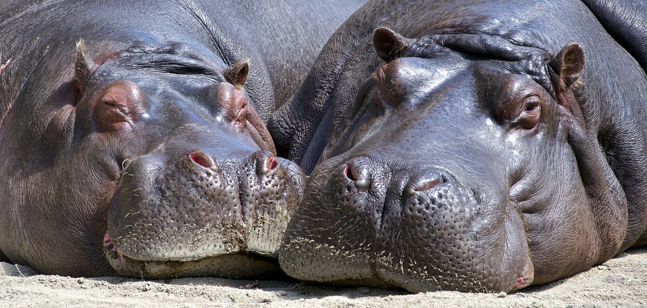 カバ」と英語で言うなら”hippo”でOK！その他の言い方も紹介します ...