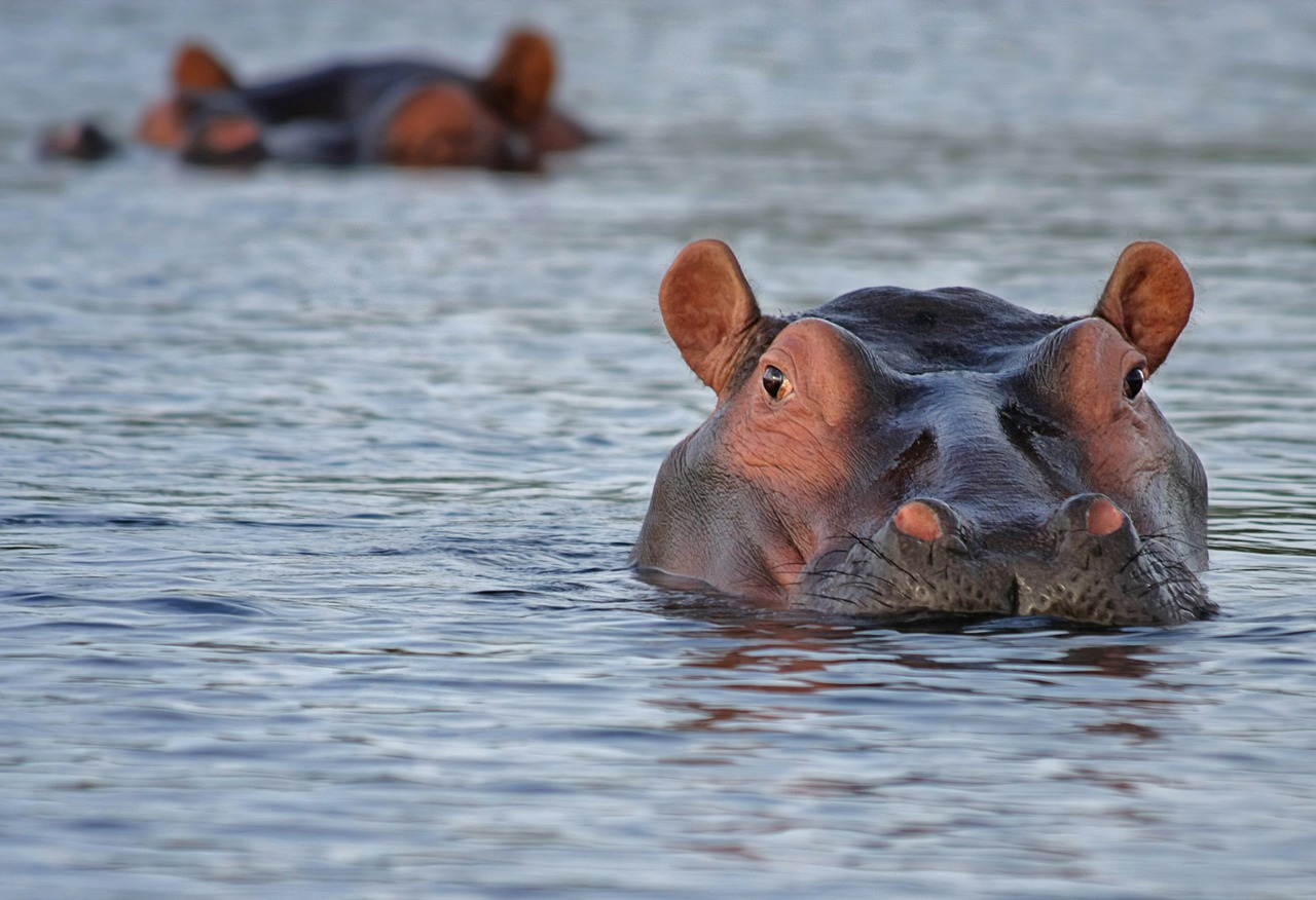 hippopotamus以外の「カバ」の言い方