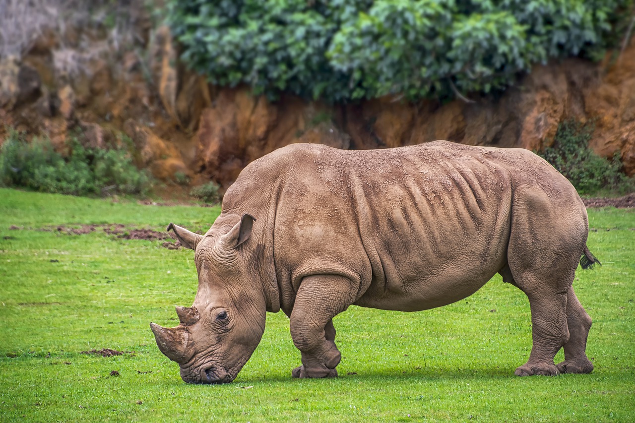 インドサイはIndian rhinoceros