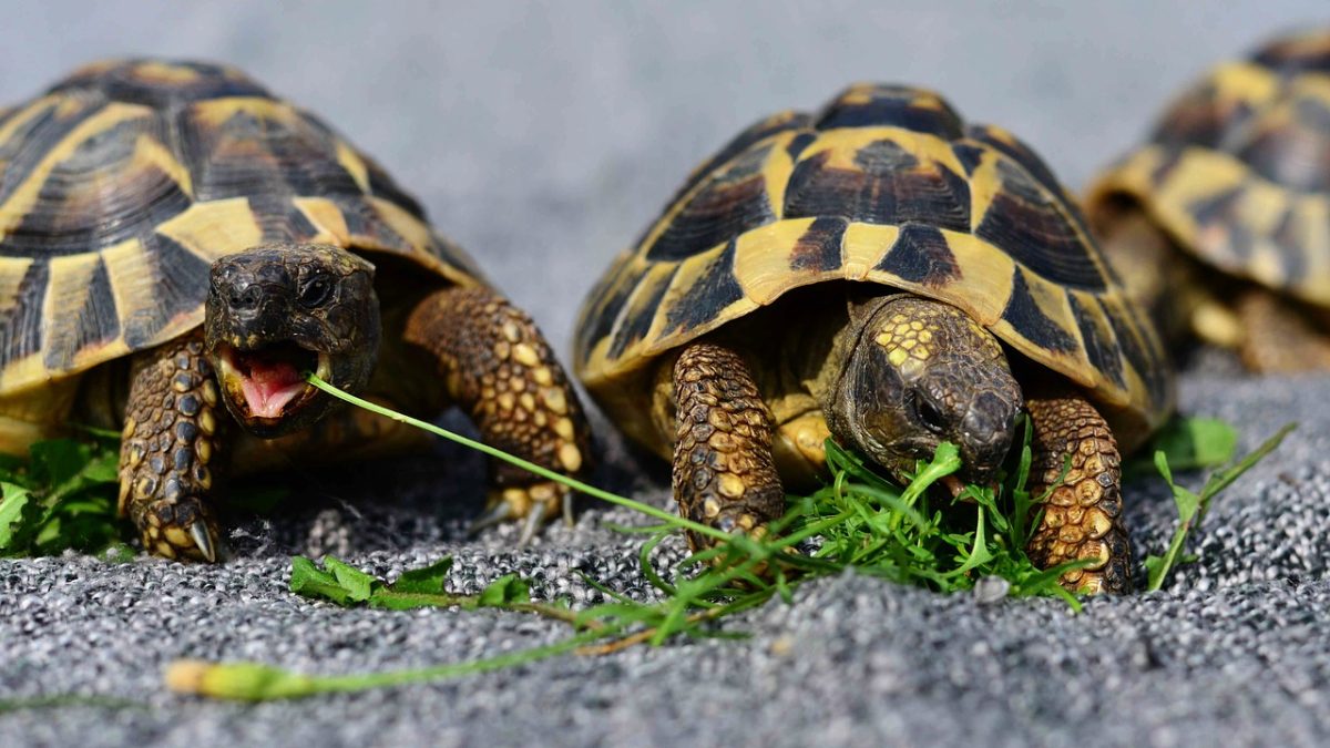 結局「亀」は英語で何とTurtleとTortoiseのどっちが正しいの？