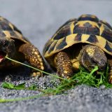 結局「亀」は英語で何とTurtleとTortoiseのどっちが正しいの？