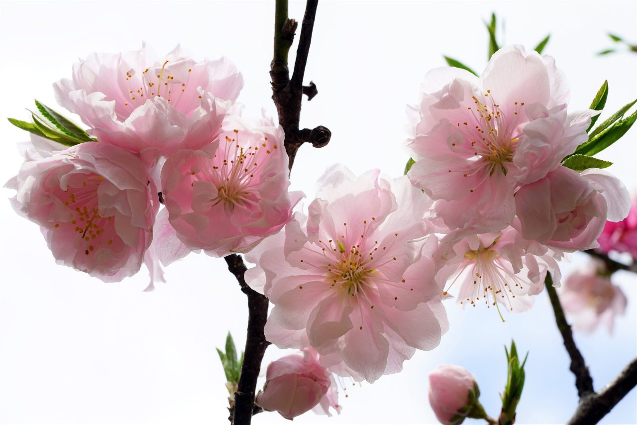 桜の種類を英語で言えるようになろう！