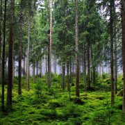 「森」にまつわる英語表現には何がある？