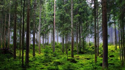 「森」の英語はForest？それともWoods？「あつまれどうぶつの森」も解説