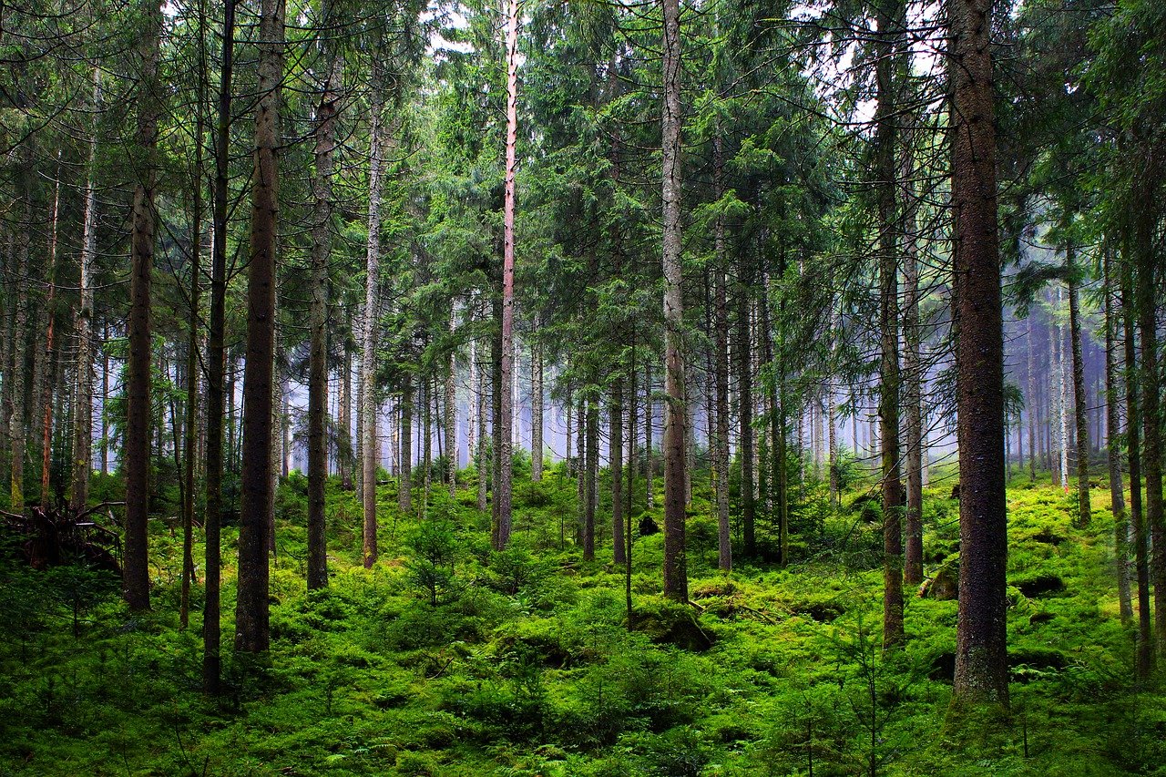 「森」にまつわる英語表現には何がある？
