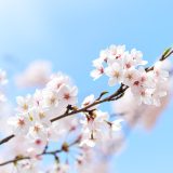 「桜」は英語で何と言うの？「3分咲き」も「開花予測」も英語で言ってみよう！