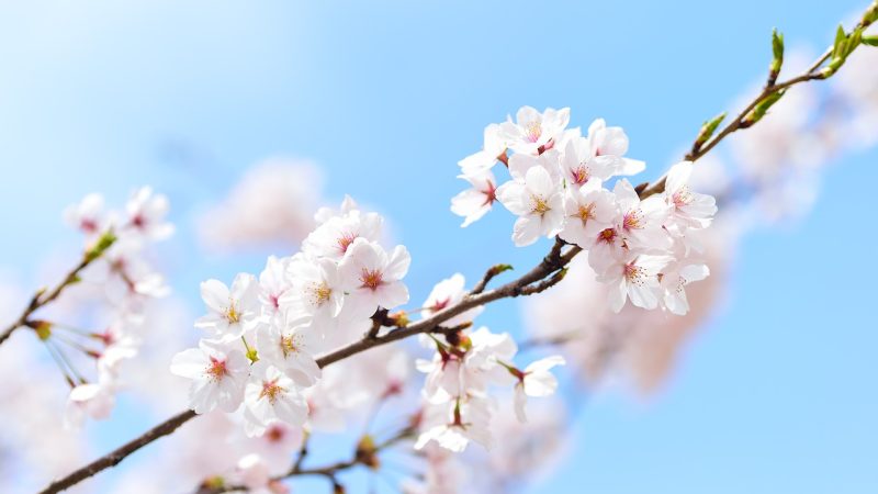 「桜」は英語で何と言うの？「お花見」「夜桜」「桜前線」も英語で言ってみよう！