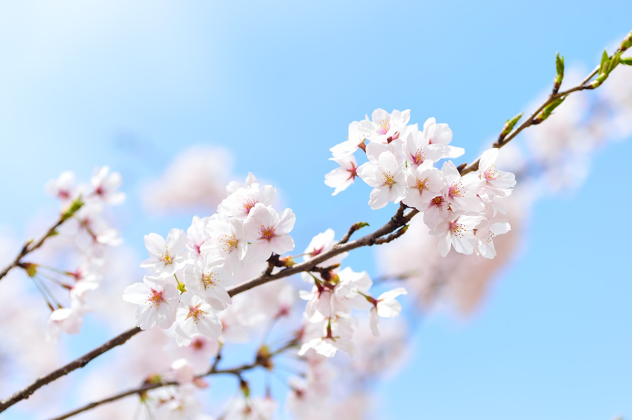 桜」は英語で何と言うの？「3分咲き」も「開花予測」も英語で言って