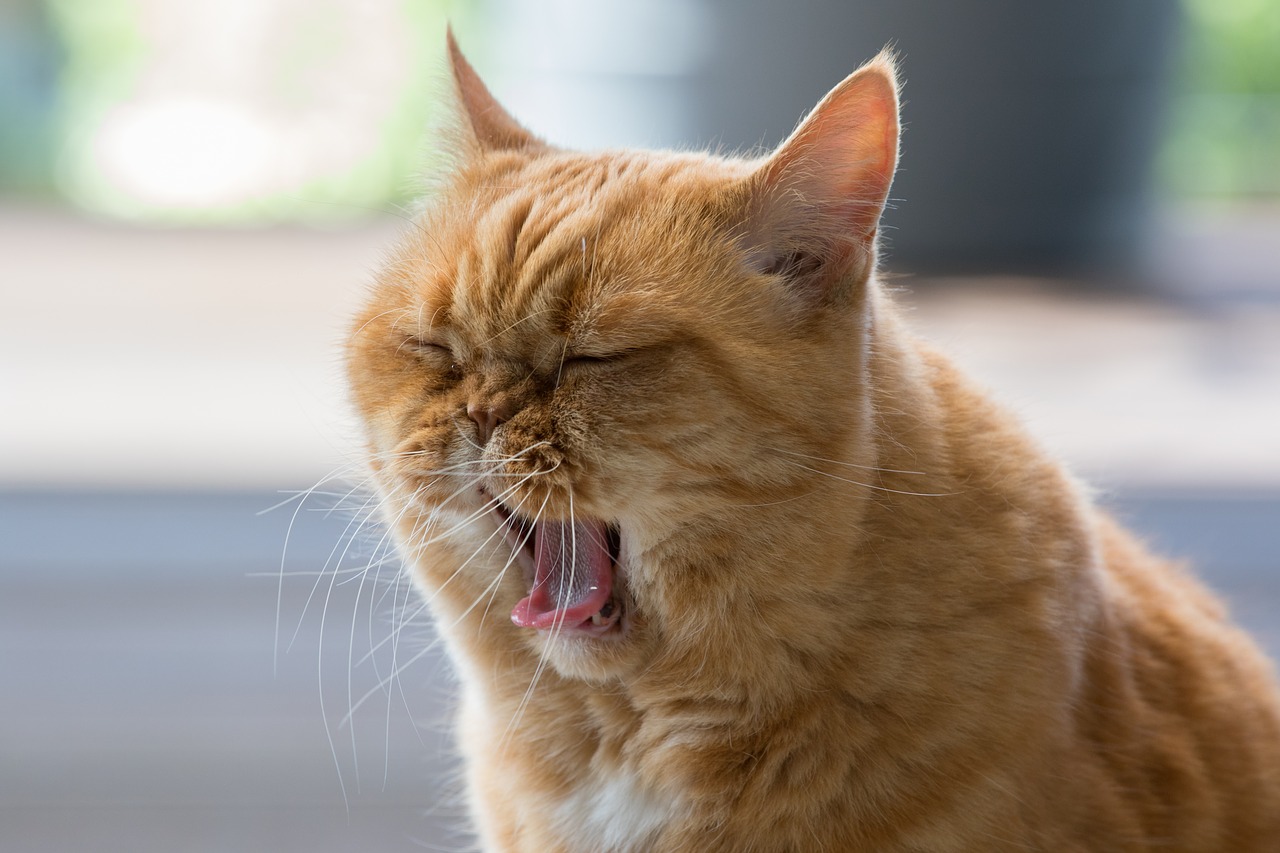「猫舌」は英語で何て言うの？