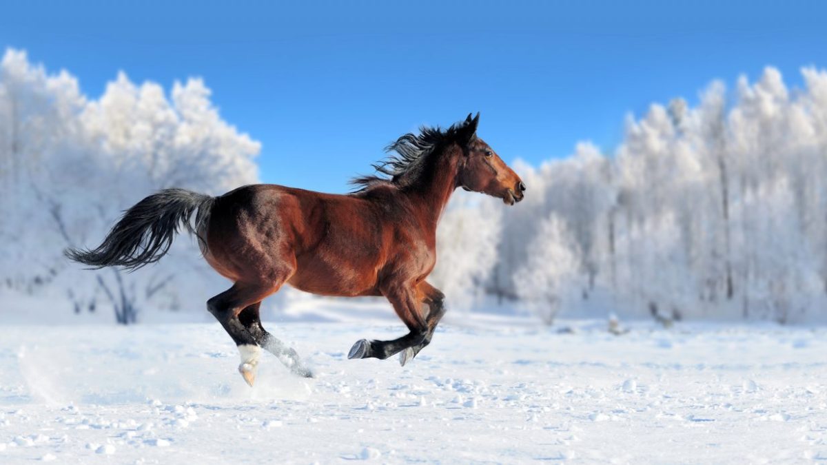 英語で学ぶ馬の世界！”horse（ホース）”だけじゃない様々な呼び方紹介 ...