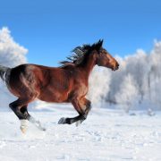 「馬」は英語で何という？馬に関連する英語表現を紹介
