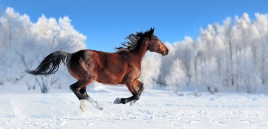 「馬」は英語で何という？馬に関連する英語表現を紹介