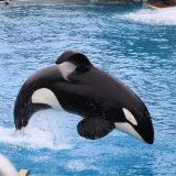 「シャチ」の英語名は2つ”killer whale”と”orca”！イルカやクジラやサメも紹介