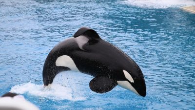 「シャチ」の英語名は2つ”killer whale”と”orca”！イルカやクジラやサメも紹介