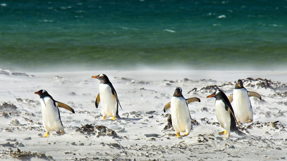 「ペンギン」は英語で何?ペンギンの種類や特性など関連英語もご紹介